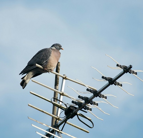 Tv_antenna_galambbal